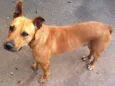 Scooby
