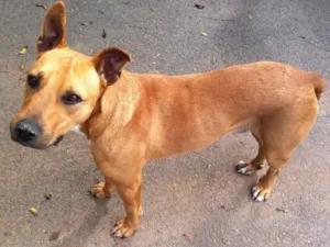 Cachorro raça Pit-Bull idade  nome Scooby
