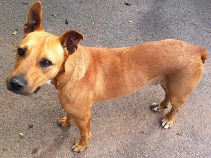 Cachorro ra a Pit-Bull idade  nome Scooby