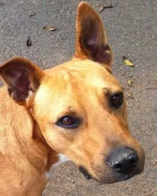 Cachorro ra a Pit-Bull idade  nome Scooby