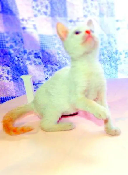 Gato ra a SRD idade 2 a 6 meses nome Laka