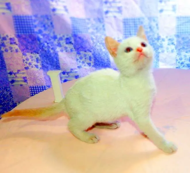 Gato ra a SRD idade 2 a 6 meses nome Laka