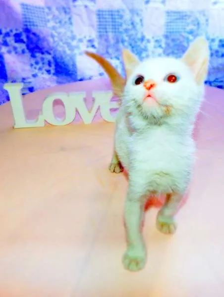 Gato ra a SRD idade 2 a 6 meses nome Laka