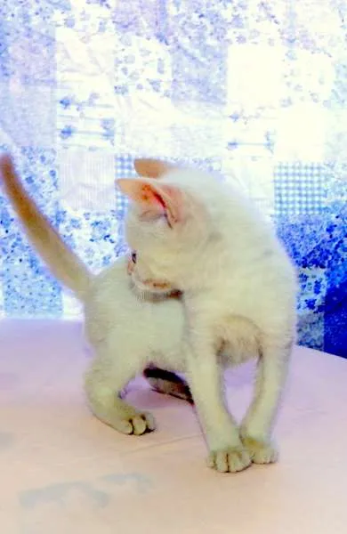 Gato ra a SRD idade 2 a 6 meses nome Laka
