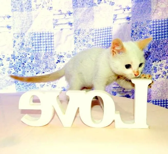 Gato ra a SRD idade 2 a 6 meses nome Laka
