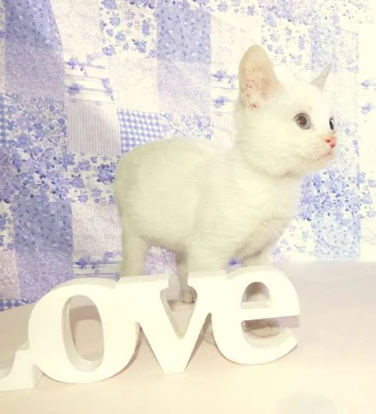 Gato ra a SRD idade 2 a 6 meses nome Laka
