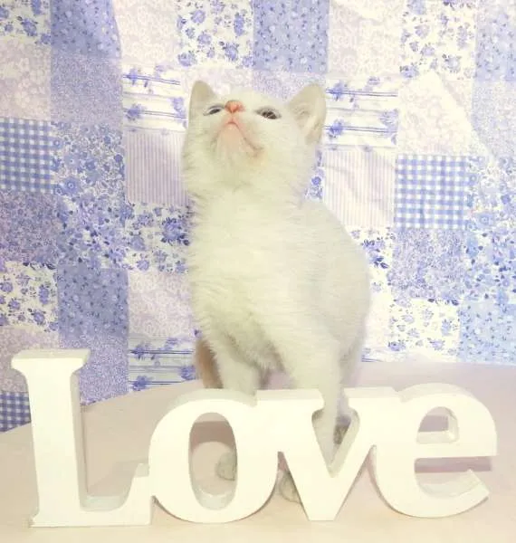 Gato ra a SRD idade 2 a 6 meses nome Laka