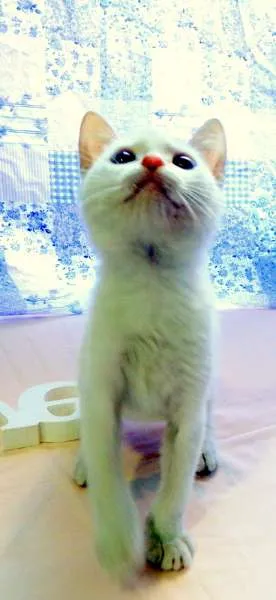Gato ra a SRD idade 2 a 6 meses nome Laka