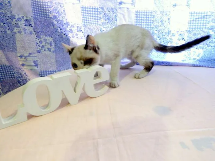 Gato ra a SRD idade Abaixo de 2 meses nome Kit Kat