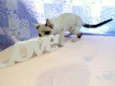 Kit Kat