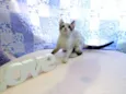 Kit Kat