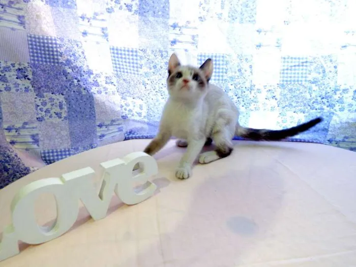 Gato ra a SRD idade Abaixo de 2 meses nome Kit Kat