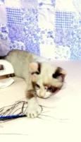 Kit Kat