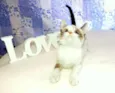 Kit Kat