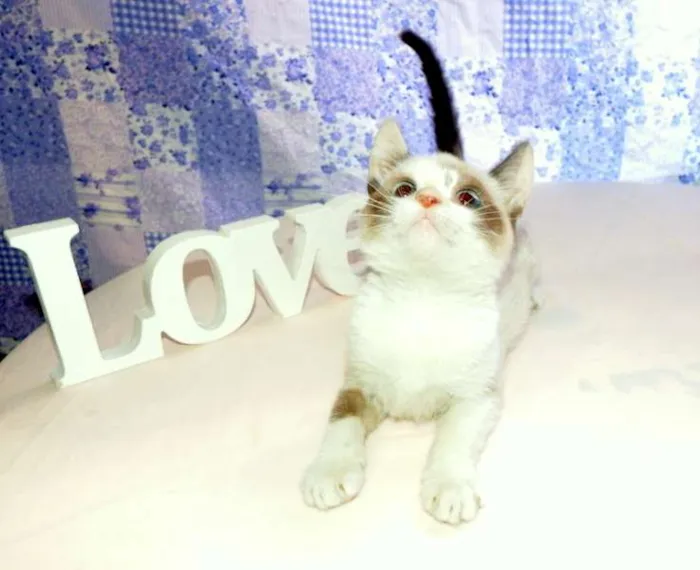 Gato ra a SRD idade Abaixo de 2 meses nome Kit Kat