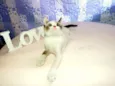 Kit Kat