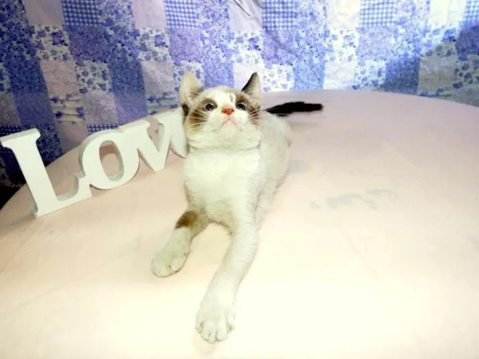 Gato ra a SRD idade Abaixo de 2 meses nome Kit Kat