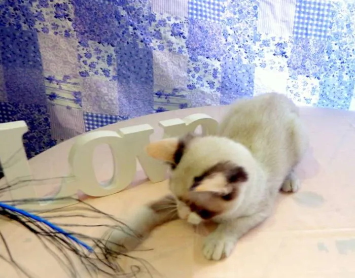Gato ra a SRD idade Abaixo de 2 meses nome Kit Kat