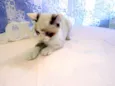 Kit Kat