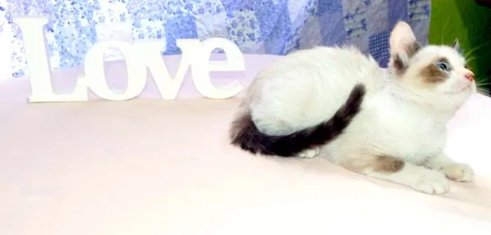 Gato ra a SRD idade Abaixo de 2 meses nome Kit Kat
