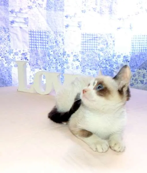 Gato ra a SRD idade Abaixo de 2 meses nome Kit Kat