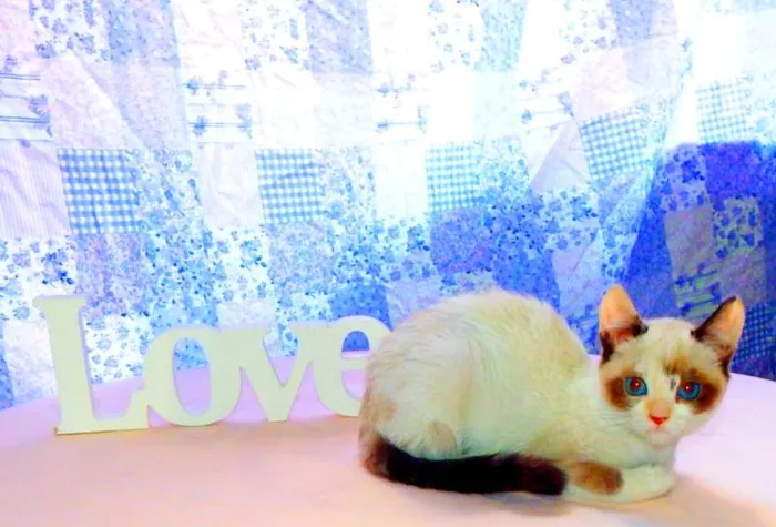 Gato ra a SRD idade Abaixo de 2 meses nome Kit Kat