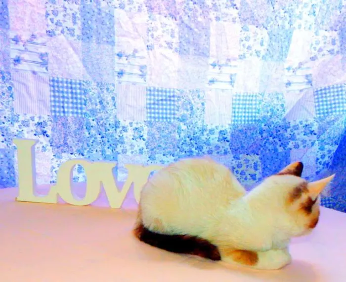 Gato ra a SRD idade Abaixo de 2 meses nome Kit Kat