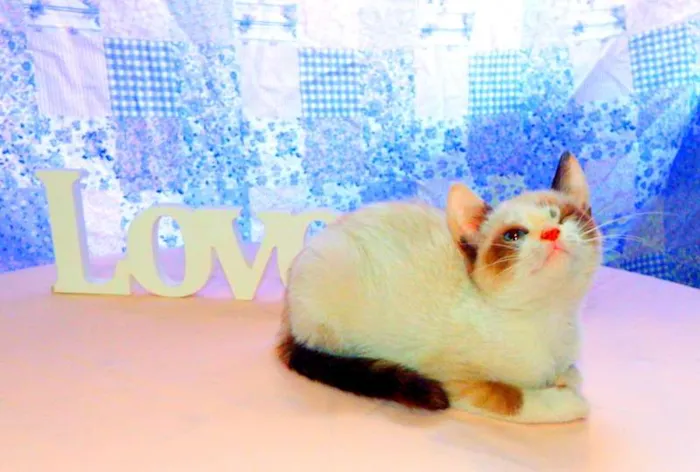 Gato ra a SRD idade Abaixo de 2 meses nome Kit Kat