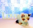 Kit Kat