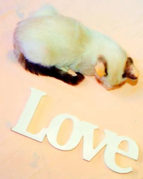 Gato ra a SRD idade Abaixo de 2 meses nome Kit Kat