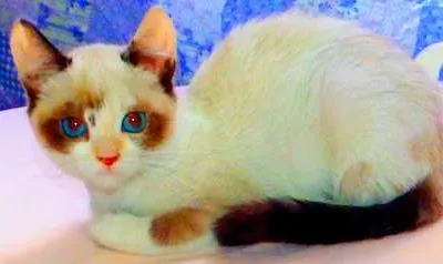 Gato ra a SRD idade Abaixo de 2 meses nome Kit Kat