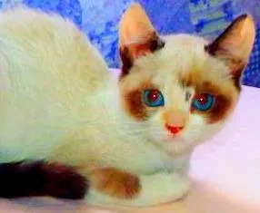 Gato ra a SRD idade Abaixo de 2 meses nome Kit Kat