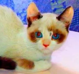 Gato ra a SRD idade Abaixo de 2 meses nome Kit Kat