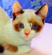 Gato ra a SRD idade Abaixo de 2 meses nome Kit Kat