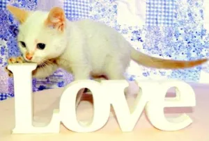Gato raça SRD idade 2 a 6 meses nome Laka