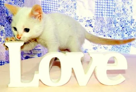 Gato ra a SRD idade 2 a 6 meses nome Laka