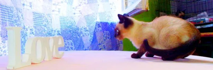Gato ra a Siamês idade Abaixo de 2 meses nome Blue