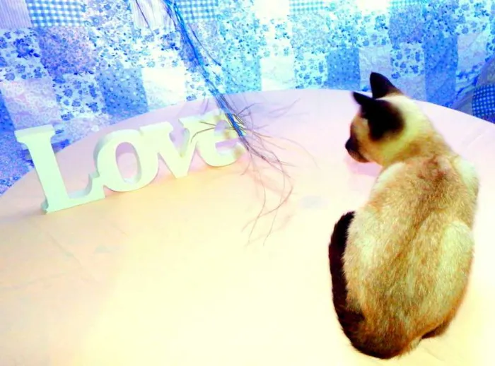 Gato ra a Siamês idade Abaixo de 2 meses nome Blue