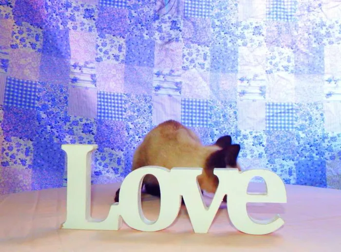 Gato ra a Siamês idade Abaixo de 2 meses nome Blue