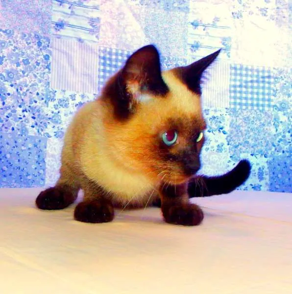 Gato ra a Siamês idade Abaixo de 2 meses nome Blue