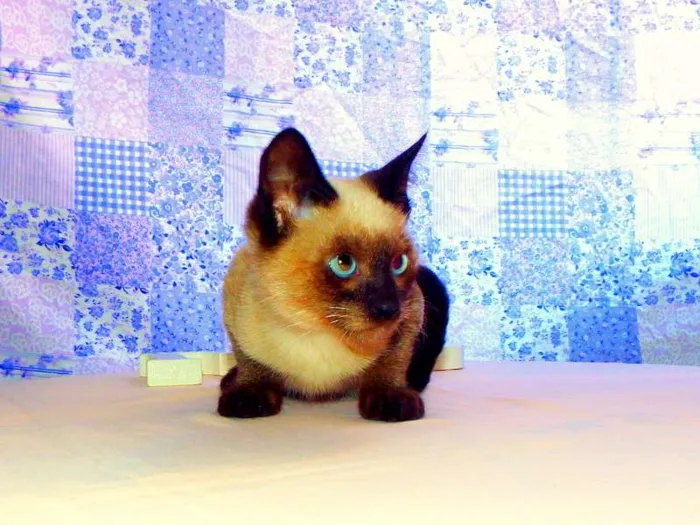 Gato ra a Siamês idade Abaixo de 2 meses nome Blue