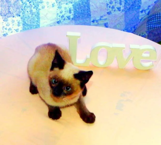 Gato ra a Siamês idade Abaixo de 2 meses nome Blue
