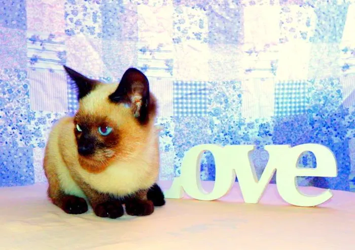 Gato ra a Siamês idade Abaixo de 2 meses nome Blue