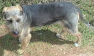 Cachorro raça Viralata idade 6 ou mais anos nome Chiquinha