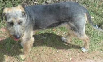 Cachorro raça Viralata idade 6 ou mais anos nome Chiquinha