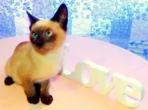 Gato raça Siamês idade Abaixo de 2 meses nome Blue