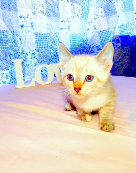 Gato ra a SRD idade Abaixo de 2 meses nome Thor