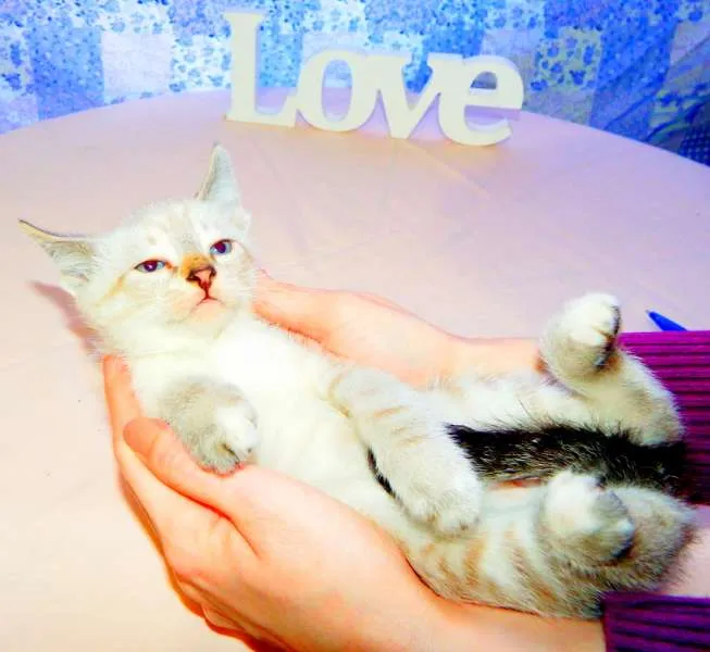 Gato ra a SRD idade Abaixo de 2 meses nome Thor
