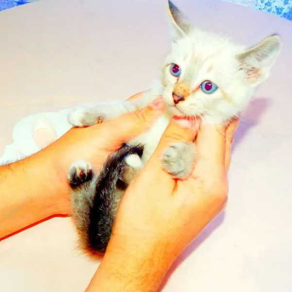 Gato ra a SRD idade Abaixo de 2 meses nome Thor