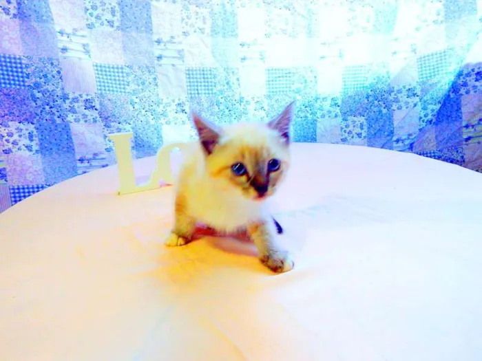 Gato ra a SRD idade Abaixo de 2 meses nome Tigor